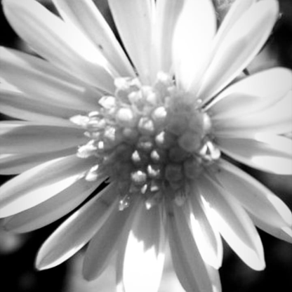 cleia-fotografia-foto-preto-e-branco-flor-flower-blog-cleia-fotografia