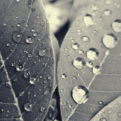 Foto preto e branco - planta- pingos de chuva - Blog- Cleia fotografia