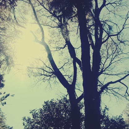 fotografando- arvores-tree-arbol-sol-sun-blog-Cleia fotografia