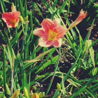 fotografando -plantas- flores- blog -Cleia fotografia
