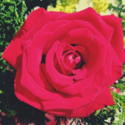 fotografando-rosa-vermelha-flores-brancas-blog -Cleia fotografia