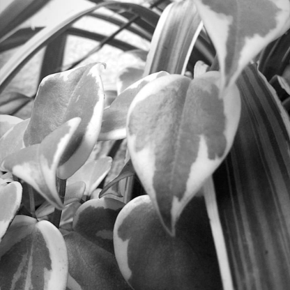 Fotografia preto e branco -plantas-blog cleia fotografia