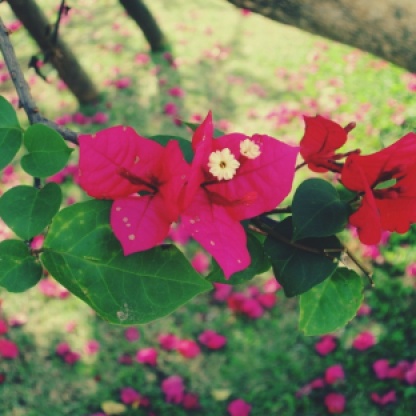 fotografando-flores-rosas-blog-Cleia fotografia
