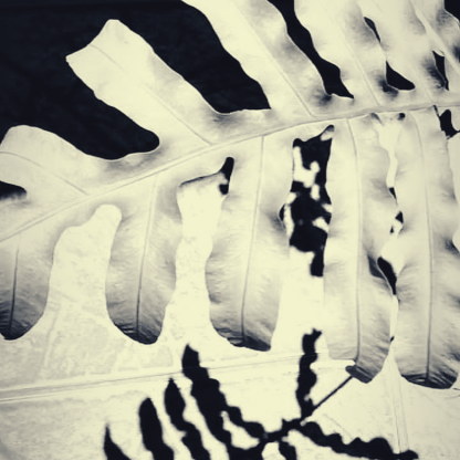 Foto preto e branco -planta - sombra- Blog Cleia fotografia